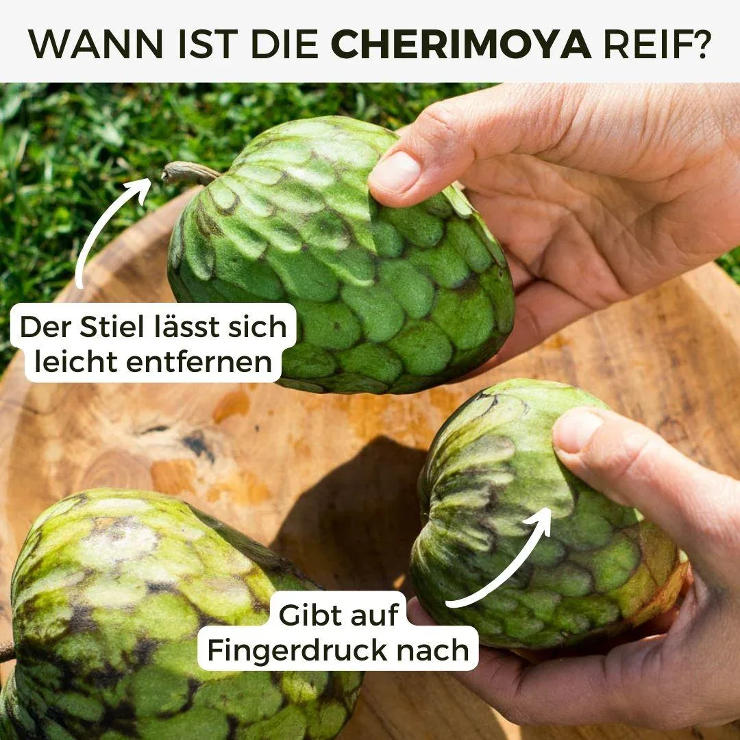 Vorschaubild 7