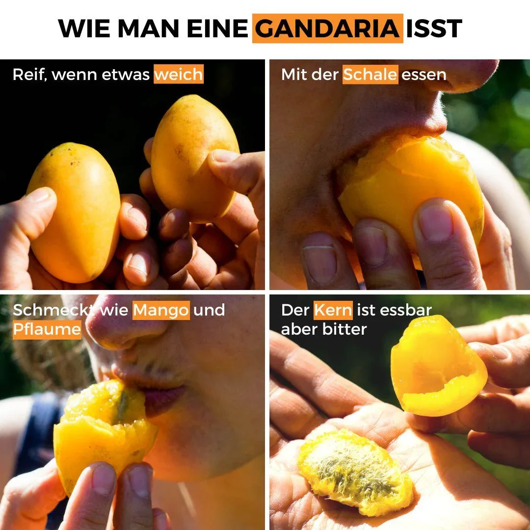 Vorschaubild 4